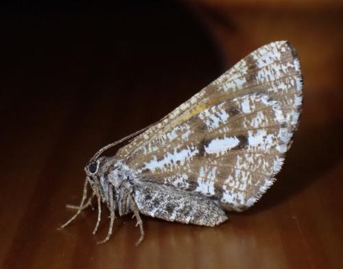 Bupalus piniaria